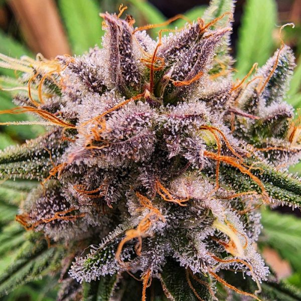 Combien de Temps le THC Reste-t-il dans l’Urine ? Comprendre la Durée de Détection